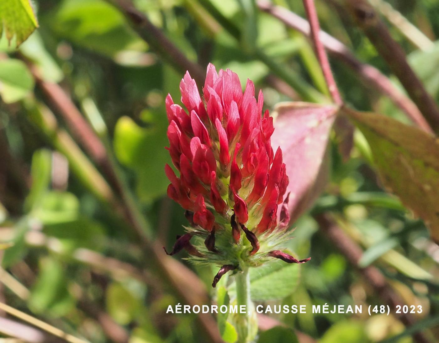 Clover, Crimson flower